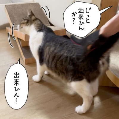 ブラッシング中はうろうろする猫