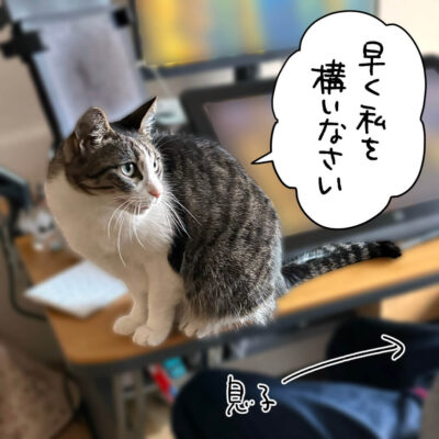 猫ハラするきなこ