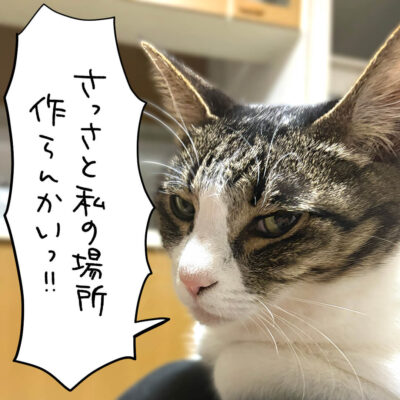 睨むキジシロ猫のアップ