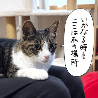 膝に乗るきなこ