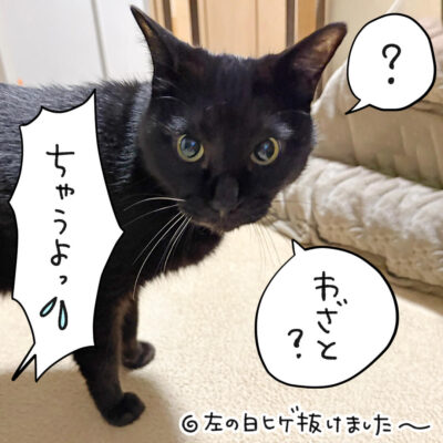 黒猫ナノ