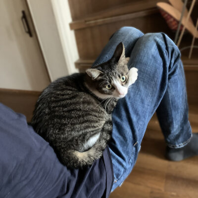 膝に猫を乗せて運ぶ