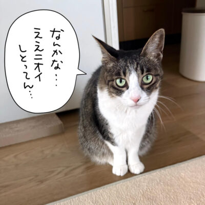 キジ白猫きなこ