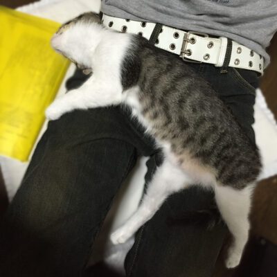 膝の上のきなこ