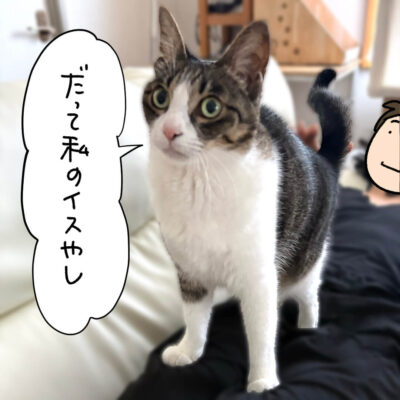 息子のヒザに乗るきなこ