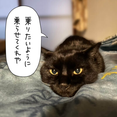 寝転ぶ黒猫正面から