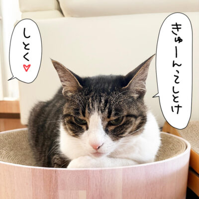 爪とぎボウルの中のきなこ