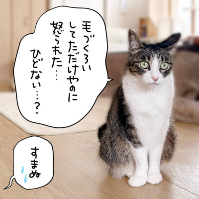佇むキジシロ猫きなこ