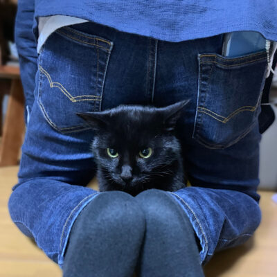 黒猫