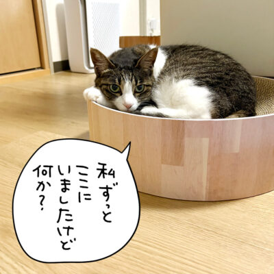 爪とぎボウルの中から睨むキジシロ猫きなこ