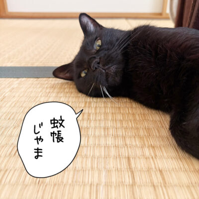 畳に寝転ぶ黒猫