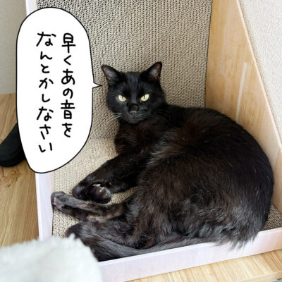 シュッとなった黒猫