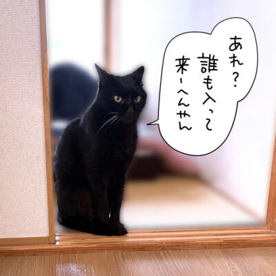 玄関の方向を眺める黒猫ナノ
