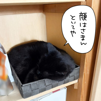 クローゼットの入る黒猫