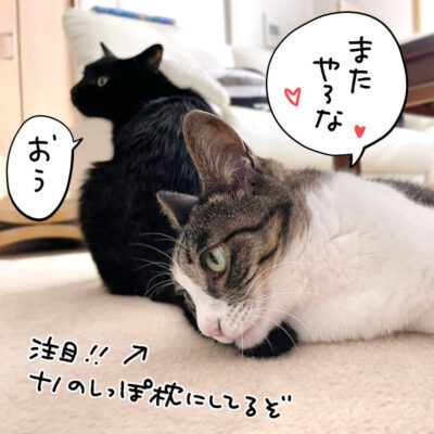 黒猫とキジシロ猫