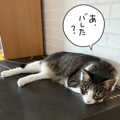 寝そべるキジ白猫
