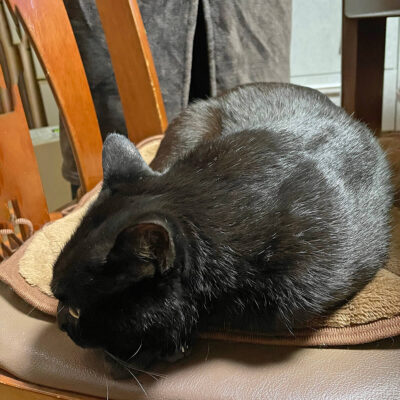椅子を横取りした黒猫