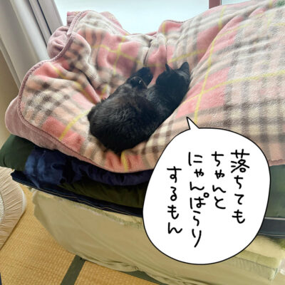布団から落ちそうな黒猫