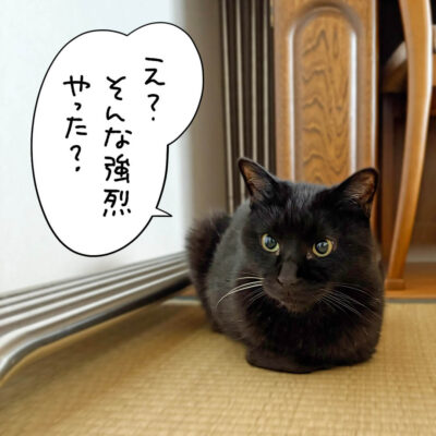 香箱座りする黒猫
