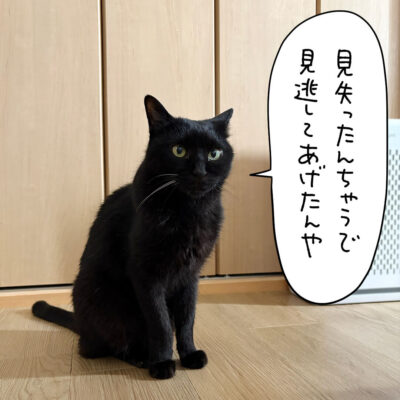 虫を見失った黒猫ナノ