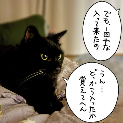 2回目は入れない黒猫