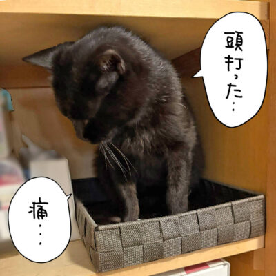 頭打った黒猫ナノ