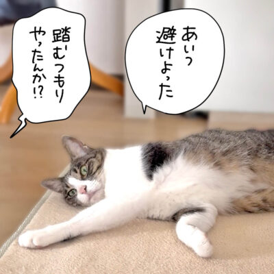 寝そべるきなこ