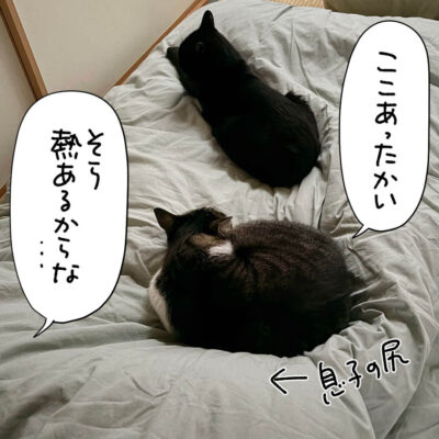 布団の上の黒猫ナノとキジシロ猫きなこ
