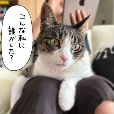 膝に乗るキジシロ猫