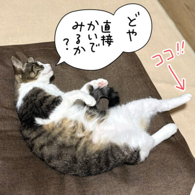 足につけてるキジシロ猫