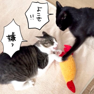一つのおもちゃを取り合う黒猫とキジシロ猫