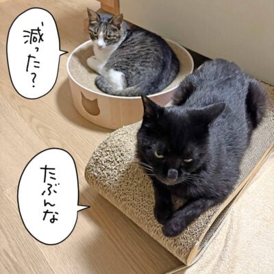黒猫ナノと記事白猫きなこの密談
