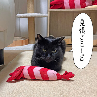 黒猫のナノおもちゃ独り占め