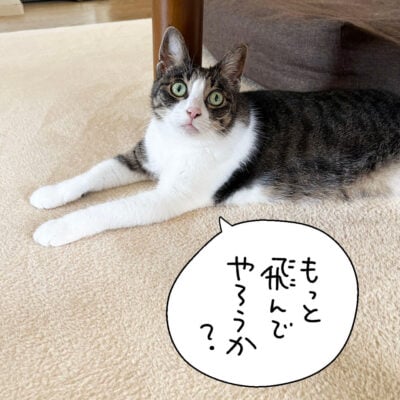 キジシロ猫