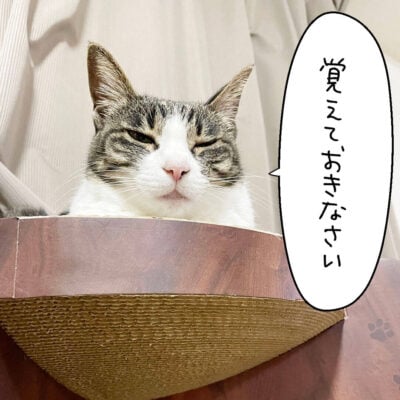 キジシロ猫きなこがバリバリボウルの上から見下ろしてる