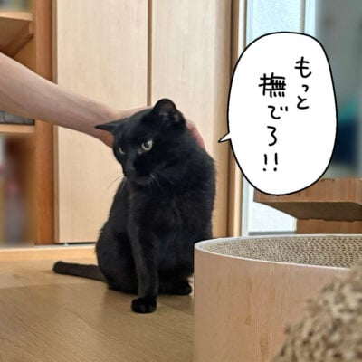 撫でられた黒猫ナノ