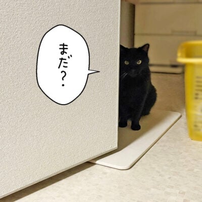 洗面所で待つ黒猫