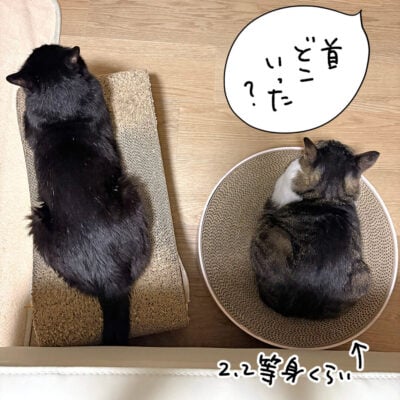 縮んだ記事白猫きなこと普通の黒猫ナノ