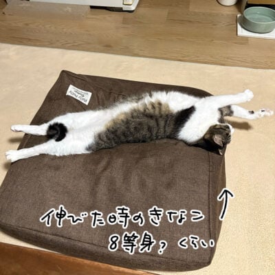 伸びるキジシロ猫きなこ