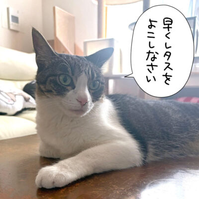 机の上のキジシロ猫きなこ