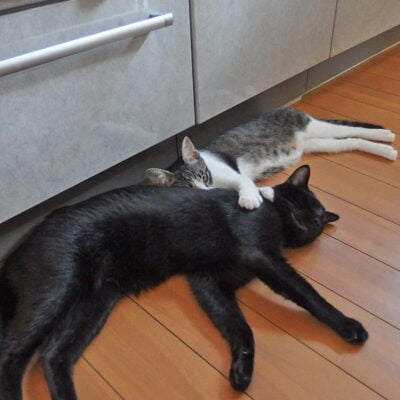 ナノにもたれかかってれるきなこ