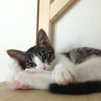 生後4ヶ月くらいのキジシロ猫きなこ