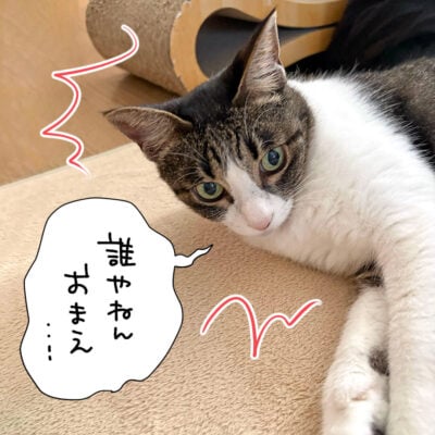 ちょっと警戒心出してるキジシロ猫