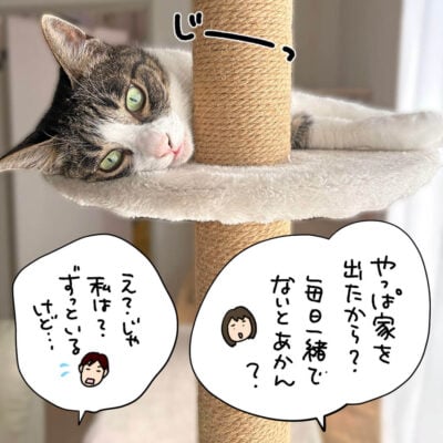 キャットタワーの上からこちらを見つめるキジ白猫