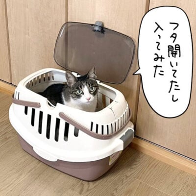 キャリーに自ら入る猫