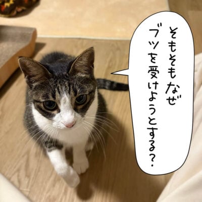 キジシロ猫きなこ
