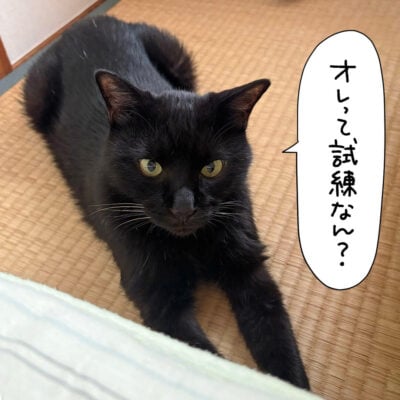 畳に寝そべる黒猫ナノ
