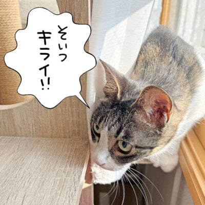 ピンチハンガーを怖がるキジシロ猫きなこ