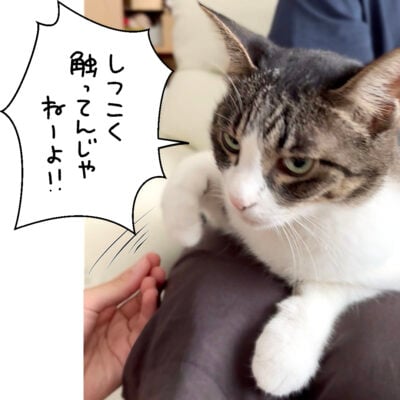 触られるのが嫌なキジシロ猫