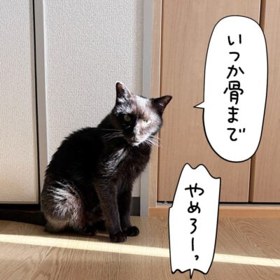 こちらを見つめる黒猫ナノ